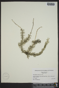 Myriophyllum sibiricum image