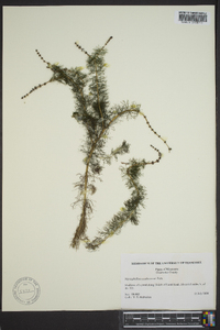 Myriophyllum sibiricum image