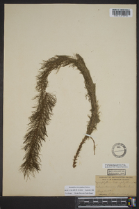 Myriophyllum heterophyllum image