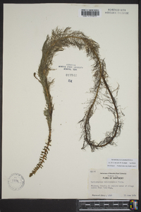 Myriophyllum heterophyllum image