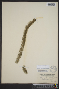 Myriophyllum heterophyllum image