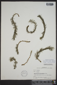 Myriophyllum heterophyllum image