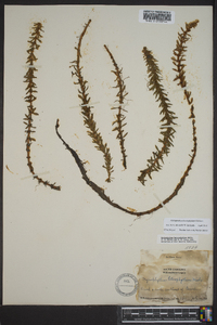 Myriophyllum heterophyllum image