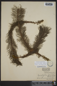 Myriophyllum heterophyllum image