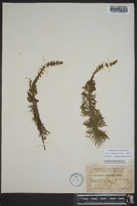 Myriophyllum heterophyllum image