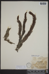 Myriophyllum laxum image