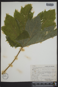 Oplopanax horridus image