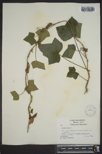 Hedera helix image