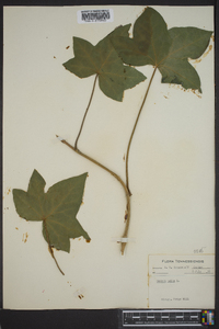 Hedera helix image