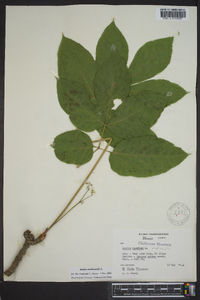 Aralia nudicaulis image