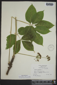 Aralia nudicaulis image