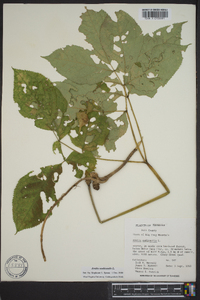 Aralia nudicaulis image