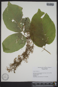 Aralia racemosa image