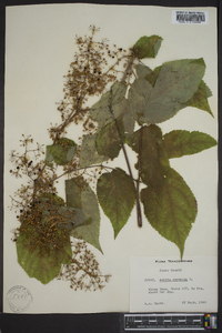 Aralia racemosa image