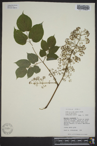 Aralia racemosa image