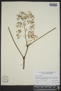 Aralia racemosa image