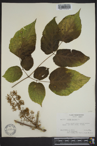 Aralia racemosa image