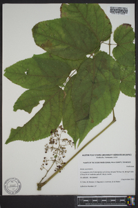 Aralia racemosa image