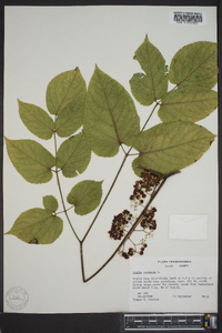 Aralia racemosa image