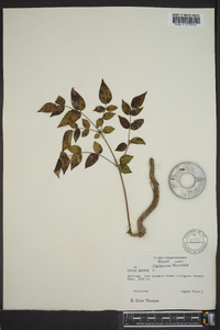 Aralia spinosa image