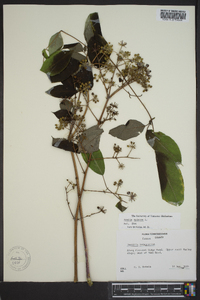 Aralia spinosa image