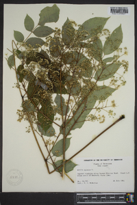 Aralia spinosa image