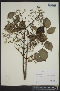 Aralia spinosa image