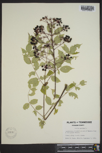 Aralia spinosa image