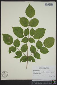 Aralia spinosa image