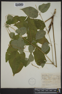 Aralia spinosa image