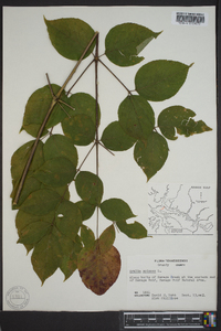 Aralia spinosa image