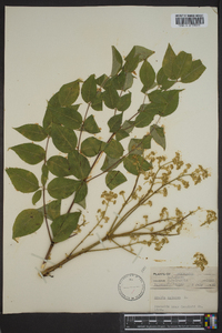 Aralia spinosa image