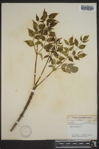 Aralia spinosa image