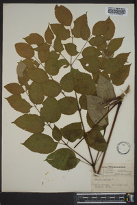 Aralia spinosa image