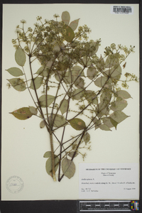 Aralia spinosa image