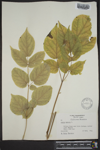 Aralia spinosa image