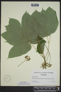 Aralia nudicaulis image