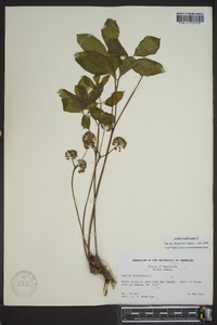 Aralia nudicaulis image