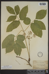 Aralia nudicaulis image