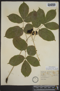 Aralia nudicaulis image