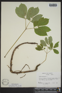 Aralia nudicaulis image