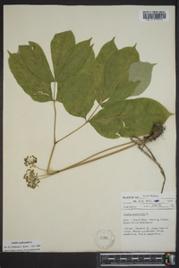 Aralia nudicaulis image