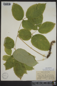 Aralia nudicaulis image