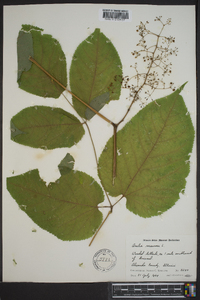 Aralia racemosa image