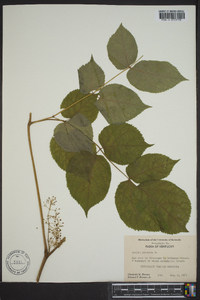 Aralia racemosa image