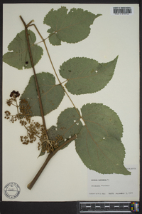 Aralia racemosa image