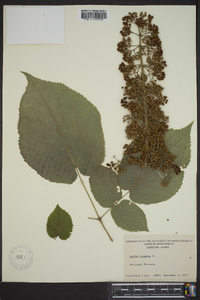 Aralia racemosa image