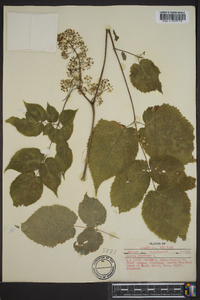 Aralia racemosa image