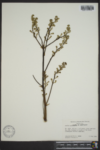 Aralia spinosa image