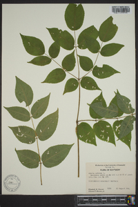 Aralia spinosa image